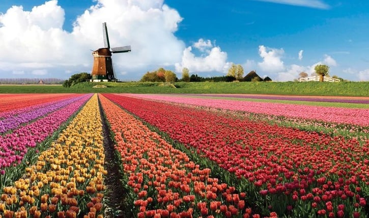 Melhores fotos para tirar em Amsterdã: jardim de tulipas