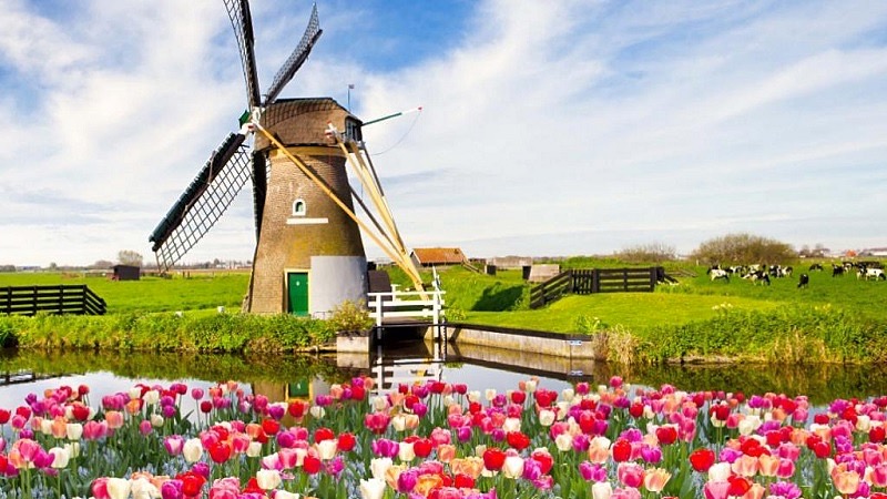 Moinho de vento e tulipas na Holanda